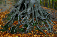 Magical Trees